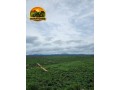 arrendamento-pecuario-no-para-fazenda-estruturada-para-7000-bezerros-ou-5000-vacas-small-2
