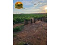 arrendamento-pecuario-no-para-fazenda-estruturada-para-7000-bezerros-ou-5000-vacas-small-1