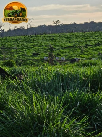 arrendamento-pecuario-no-para-fazenda-estruturada-para-7000-bezerros-ou-5000-vacas-big-3