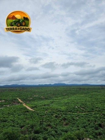arrendamento-pecuario-no-para-fazenda-estruturada-para-7000-bezerros-ou-5000-vacas-big-2
