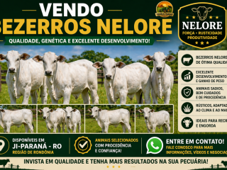 vendo-bezerros-nelore-qualidade-genetica-e-excelente-desenvolvimento