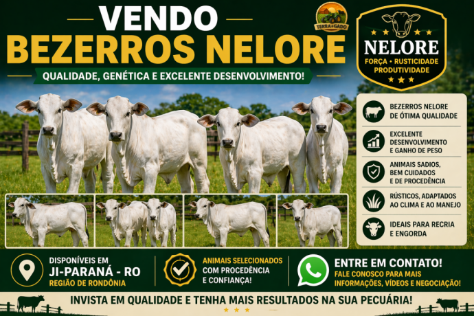vendo-bezerros-nelore-qualidade-genetica-e-excelente-desenvolvimento-big-0