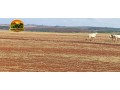 fazenda-irrigada-a-venda-em-cabeceiras-go-872-hectares-450-hectares-irrigados-alta-produtividade-small-2