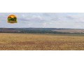 fazenda-irrigada-a-venda-em-cabeceiras-go-872-hectares-450-hectares-irrigados-alta-produtividade-small-0