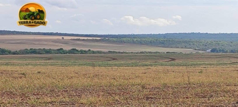 fazenda-irrigada-a-venda-em-cabeceiras-go-872-hectares-450-hectares-irrigados-alta-produtividade-big-3