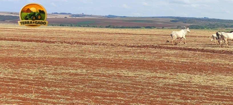 fazenda-irrigada-a-venda-em-cabeceiras-go-872-hectares-450-hectares-irrigados-alta-produtividade-big-2