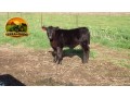 semen-aberdeen-angus-texas-iceman-r725-poss-maverick-genetica-australiana-small-2