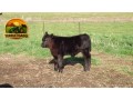 semen-aberdeen-angus-texas-iceman-r725-poss-maverick-genetica-australiana-small-1