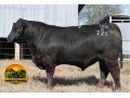 semen-aberdeen-angus-texas-iceman-r725-poss-maverick-genetica-australiana-small-0