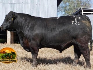 semen-aberdeen-angus-texas-iceman-r725-poss-maverick-genetica-australiana