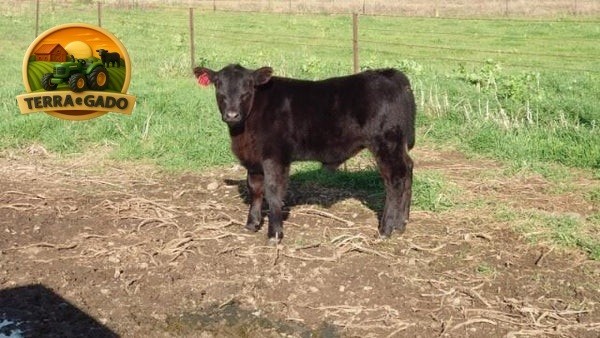 semen-aberdeen-angus-texas-iceman-r725-poss-maverick-genetica-australiana-big-2