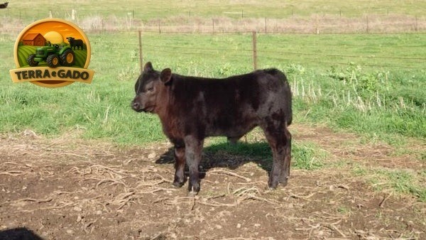 semen-aberdeen-angus-texas-iceman-r725-poss-maverick-genetica-australiana-big-1