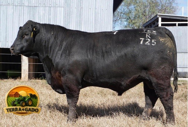 semen-aberdeen-angus-texas-iceman-r725-poss-maverick-genetica-australiana-big-0