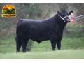 semen-aberdeen-angus-laheens-u-boss-hogg-rawburn-boss-hogg-genetica-de-elite-small-0
