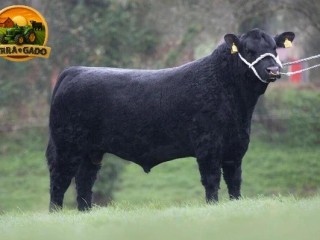 semen-aberdeen-angus-laheens-u-boss-hogg-rawburn-boss-hogg-genetica-de-elite