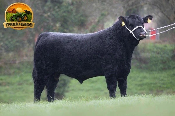 semen-aberdeen-angus-laheens-u-boss-hogg-rawburn-boss-hogg-genetica-de-elite-big-0