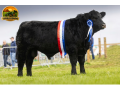 semen-aberdeen-angus-drumbeera-jay-z-caulry-nationwide-campeao-de-pista-small-0