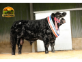 semen-aberdeen-angus-drumbeera-jay-z-caulry-nationwide-campeao-de-pista-small-1