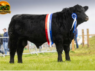 semen-aberdeen-angus-drumbeera-jay-z-caulry-nationwide-campeao-de-pista