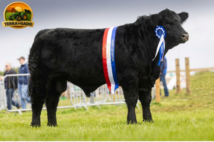 semen-aberdeen-angus-drumbeera-jay-z-caulry-nationwide-campeao-de-pista-big-0