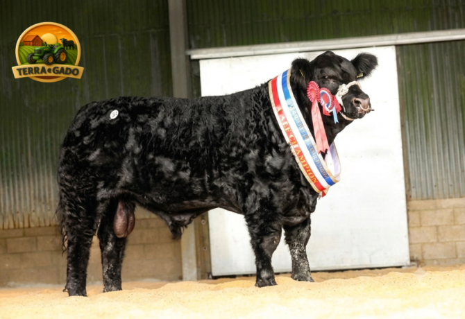 semen-aberdeen-angus-drumbeera-jay-z-caulry-nationwide-campeao-de-pista-big-1