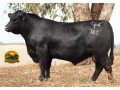 semen-aberdeen-angus-texas-thunderstruck-t383-poss-rawhide-recordista-australiano-small-1
