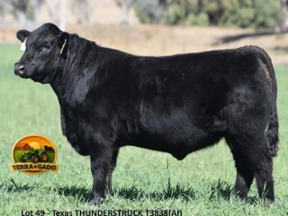 semen-aberdeen-angus-texas-thunderstruck-t383-poss-rawhide-recordista-australiano