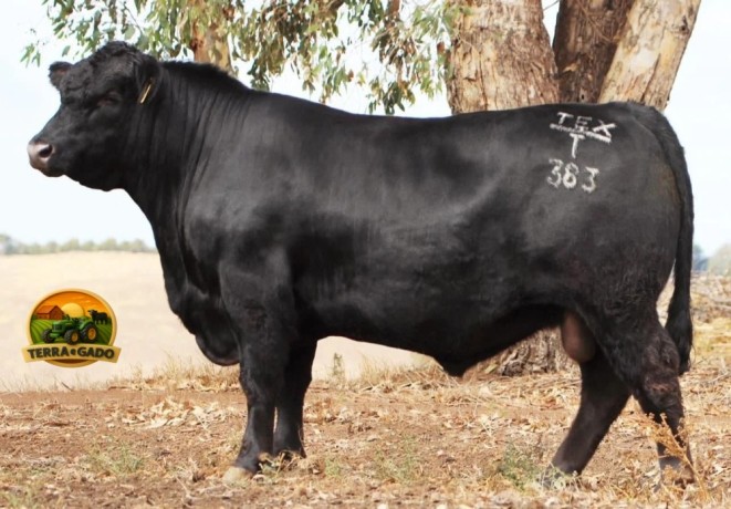 semen-aberdeen-angus-texas-thunderstruck-t383-poss-rawhide-recordista-australiano-big-1