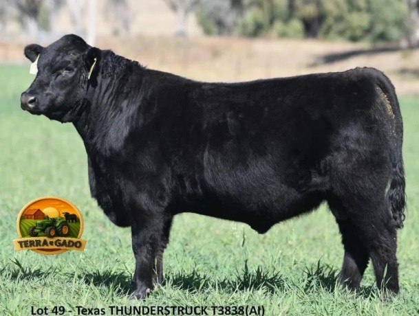 semen-aberdeen-angus-texas-thunderstruck-t383-poss-rawhide-recordista-australiano-big-0