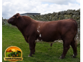 semen-beef-shorthorn-glenisla-excalibur-803-p-thunder-c023-zero-myostatin-small-1