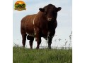 semen-beef-shorthorn-glenisla-excalibur-803-p-thunder-c023-zero-myostatin-small-0