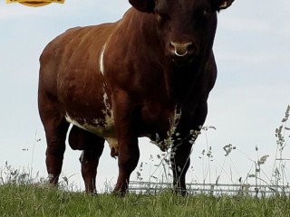 semen-beef-shorthorn-glenisla-excalibur-803-p-thunder-c023-zero-myostatin
