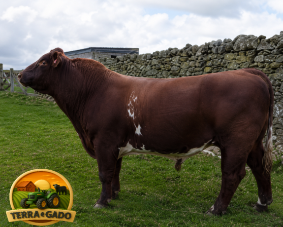 semen-beef-shorthorn-glenisla-excalibur-803-p-thunder-c023-zero-myostatin-big-1