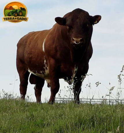 semen-beef-shorthorn-glenisla-excalibur-803-p-thunder-c023-zero-myostatin-big-0