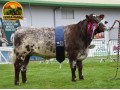 semen-beef-shorthorn-millerston-kasper-meonhill-charlie-chaplin-genetica-premiada-small-0