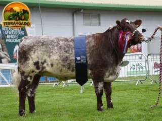 semen-beef-shorthorn-millerston-kasper-meonhill-charlie-chaplin-genetica-premiada