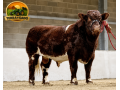 semen-beef-shorthorn-runleymill-reggie-h-ex93-millerston-milkybar-kid-facilidade-de-parto-small-1