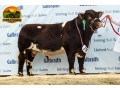 semen-beef-shorthorn-runleymill-reggie-h-ex93-millerston-milkybar-kid-facilidade-de-parto-small-0