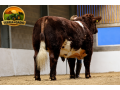 semen-beef-shorthorn-runleymill-reggie-h-ex93-millerston-milkybar-kid-facilidade-de-parto-small-2