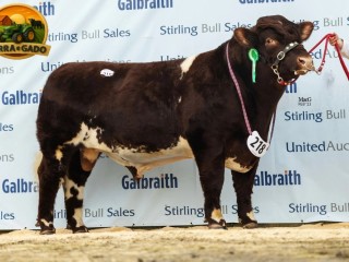 semen-beef-shorthorn-runleymill-reggie-h-ex93-millerston-milkybar-kid-facilidade-de-parto