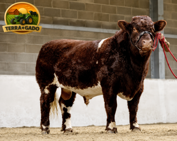 semen-beef-shorthorn-runleymill-reggie-h-ex93-millerston-milkybar-kid-facilidade-de-parto-big-1