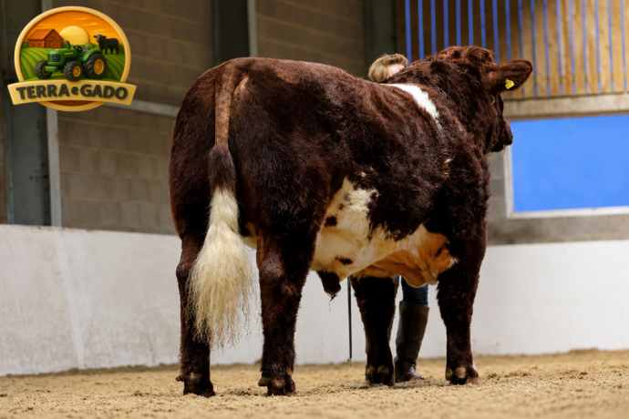semen-beef-shorthorn-runleymill-reggie-h-ex93-millerston-milkybar-kid-facilidade-de-parto-big-2