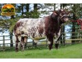 semen-beef-shorthorn-willingham-spitfire-p-campeao-de-pista-zero-myostatin-small-0