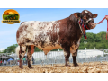 semen-beef-shorthorn-willingham-spitfire-p-campeao-de-pista-zero-myostatin-small-1