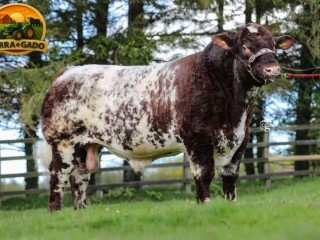 semen-beef-shorthorn-willingham-spitfire-p-campeao-de-pista-zero-myostatin