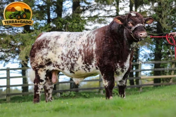 semen-beef-shorthorn-willingham-spitfire-p-campeao-de-pista-zero-myostatin-big-0