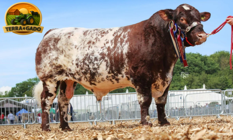 semen-beef-shorthorn-willingham-spitfire-p-campeao-de-pista-zero-myostatin-big-1