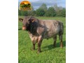 semen-beef-shorthorn-mineshop-patents-leader-p-ex93-top-1-para-crescimento-ex93-small-0