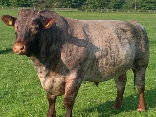 semen-beef-shorthorn-mineshop-patents-leader-p-ex93-top-1-para-crescimento-ex93