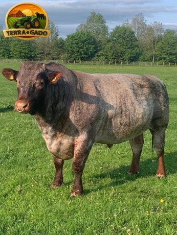 semen-beef-shorthorn-mineshop-patents-leader-p-ex93-top-1-para-crescimento-ex93-big-0